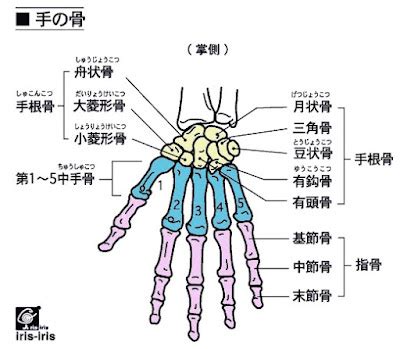 手 骨|【保存版】手根骨とは？覚え方を図・画像とともに解。